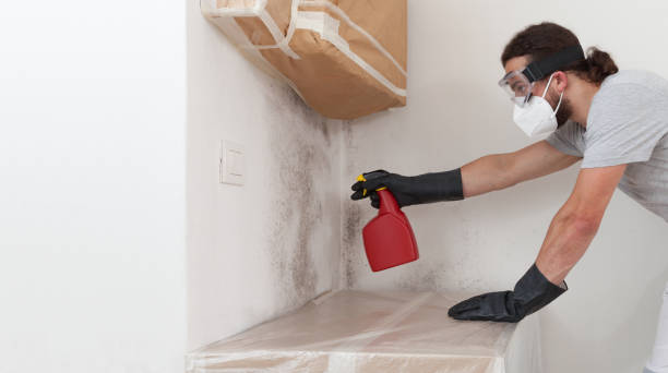 Professional Attic Mold Removal technician working in East Boston, MA
