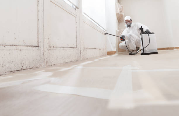 24/7 Emergency Attic Mold Removal experts in East Boston, MA