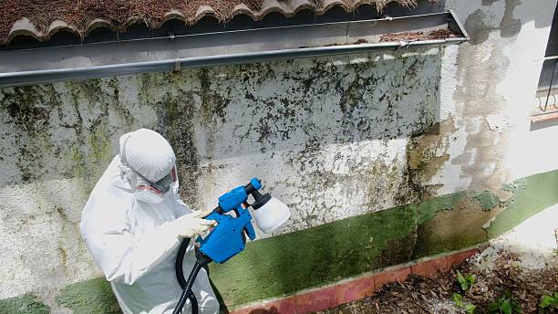 Trusted Black Mold Removal service in East Boston, MA - Cheap Mold Removal